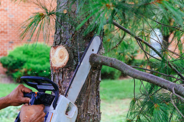 How Our Tree Care Process Works  in Waretown, NJ